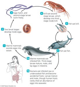 Life cycle of Anisakis