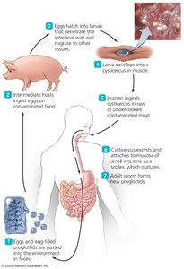 Generalized tapeworm life cycle