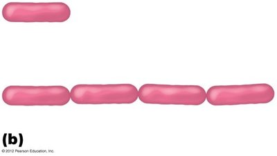 Bacillus-shaped bacteria