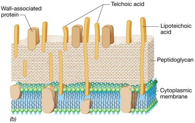 Gram-positive cell wall structure
