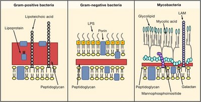 Comparison of Gram-positive, Gram-negative, and Mycobacterial cell walls