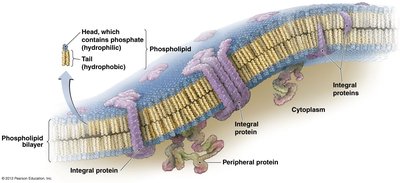 Phospholipid bilayer structure