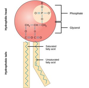 Phospholipid molecule structure