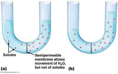 Osmosis across a semipermeable membrane