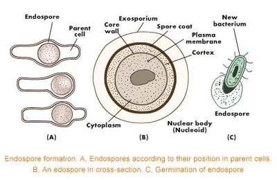 Endospore formation and position