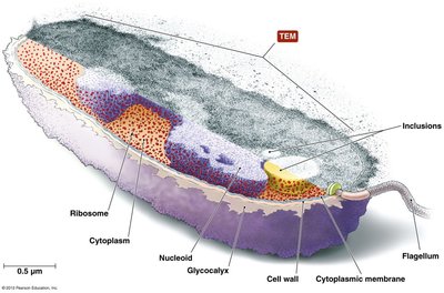 Structure of a prokaryotic cell
