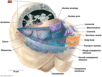 Structure of a eukaryotic cell