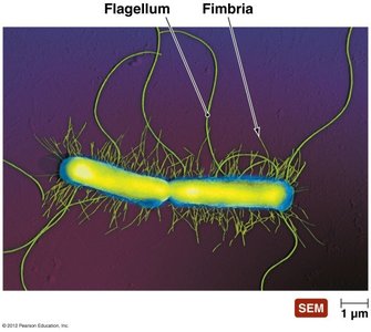 Bacterial cell with flagella and fimbriae