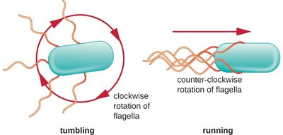 Flagellar rotation: tumbling and running