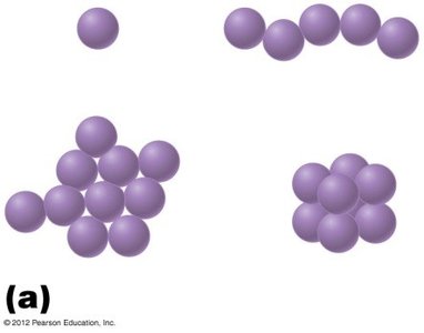 Coccus-shaped bacteria