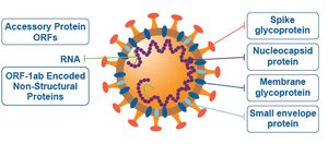 Structure of a virus