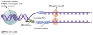 Initial processes in bacterial DNA replication