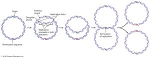 Bidirectionality of DNA replication in prokaryotes