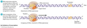 Events in the transcription of RNA in prokaryotes (initiation)
