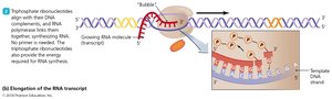 Events in the transcription of RNA in prokaryotes (elongation)