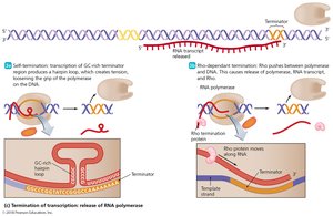 Events in the transcription of RNA in prokaryotes (termination)
