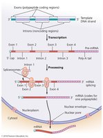 Processing eukaryotic mRNA
