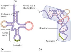Transfer RNA structure