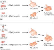 Ribosomal structures
