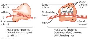 Assembled ribosome and its tRNA-binding sites
