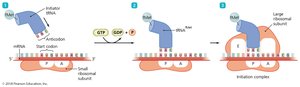 Initiation of translation in prokaryotes