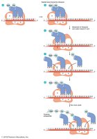 Elongation stage of translation