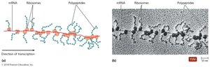 Polyribosome in prokaryotes