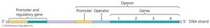 Structure of an operon