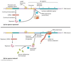 The lac operon, an example of an inducible operon
