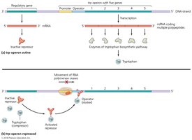 The trp operon, an example of a repressible operon