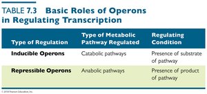 Table: Basic Roles of Operons in Regulating Transcription