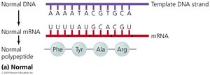 Effects of various types of point mutations