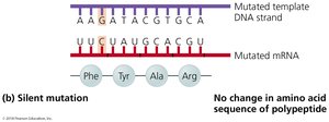 Silent mutation example
