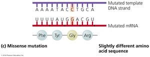 Missense mutation example