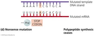 Nonsense mutation example