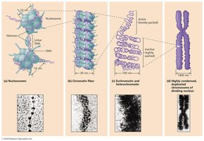 Eukaryotic nuclear chromosomal packaging