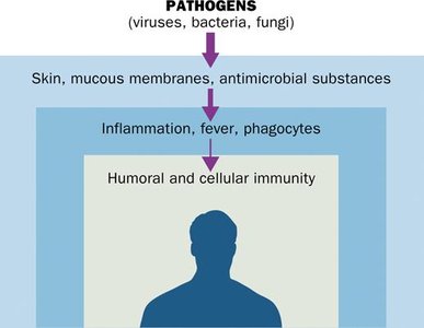 Overview of host defenses: barriers, inflammation, immunity