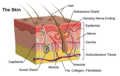 Anatomy of the skin and its layers