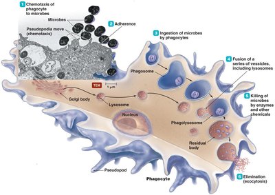 Phagocytosis process: chemotaxis, adherence, ingestion, killing, elimination