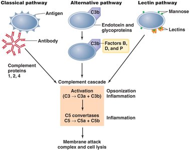 Complement activation pathways: classical, alternative, lectin
