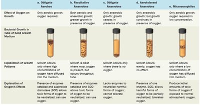 Effect of oxygen on the growth of various types of bacteria