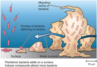 Biofilm formation