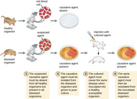 Koch's postulates experimental steps