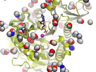Molecular dynamics of proteins, substrates, ions, and water molecules