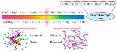 Effect of ions on protein structure: salting in and salting out
