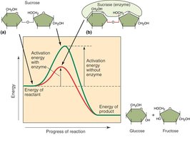 Enzyme lowers activation energy