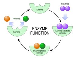 Enzyme function cycle