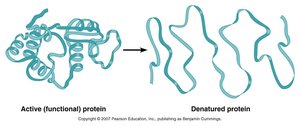 Active vs. denatured protein