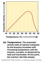 Effect of temperature on enzyme activity