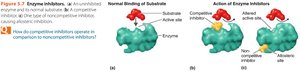 Competitive vs. noncompetitive inhibition